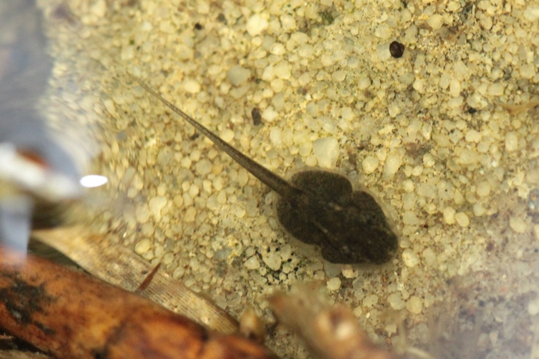 tadpole